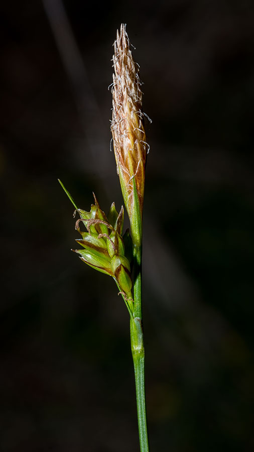 Carex in ambiente arido